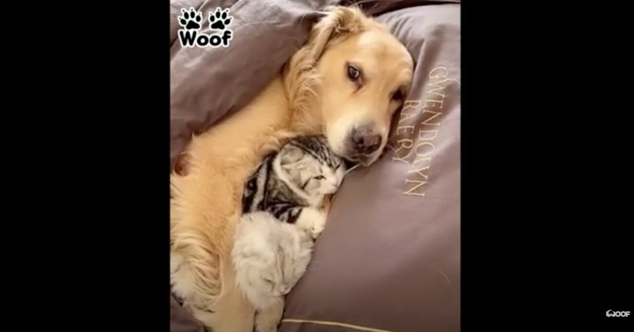 ゴールデンレトリーバー,動画