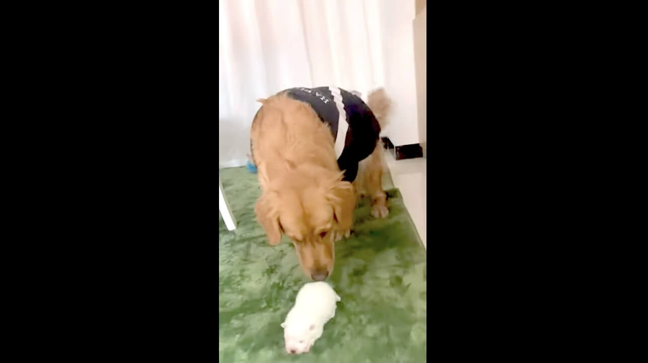 ゴールデンレトリーバー,動画