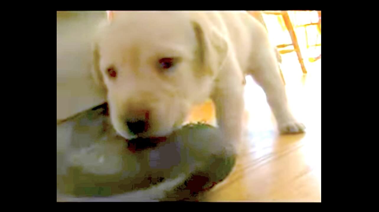 ラブラドールレトリーバー,動画