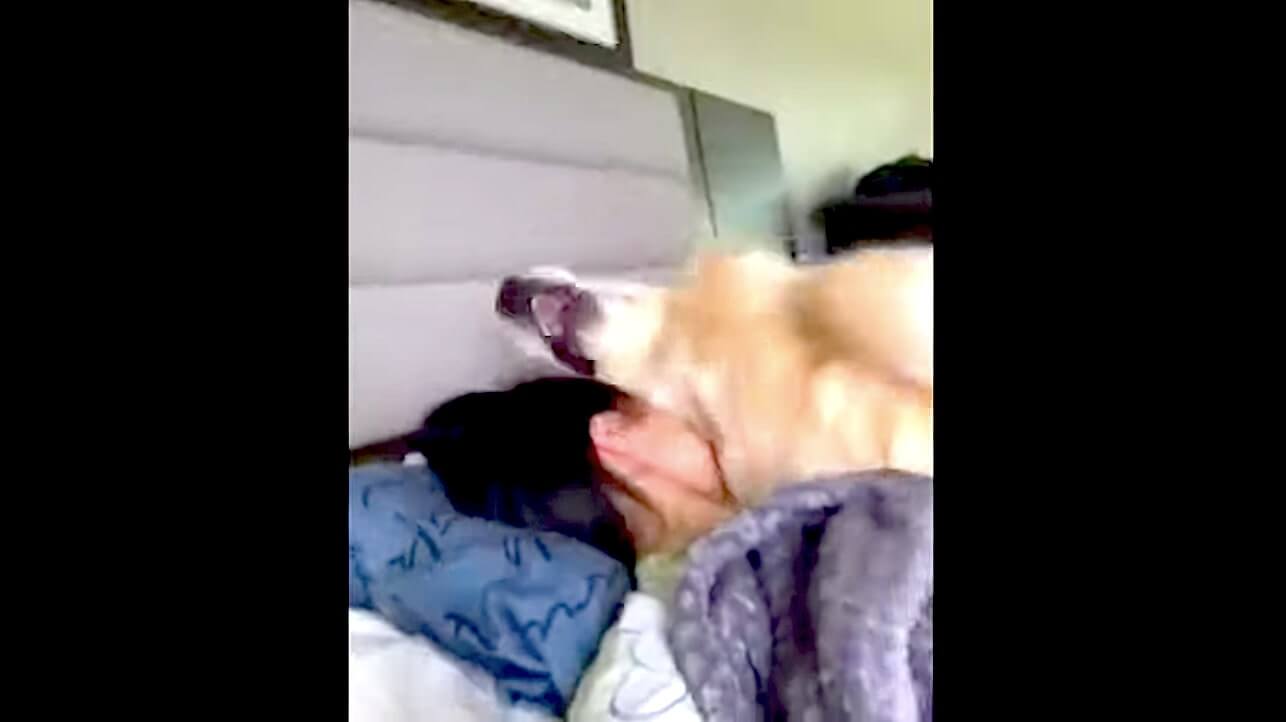 ゴールデンレトリーバー,動画