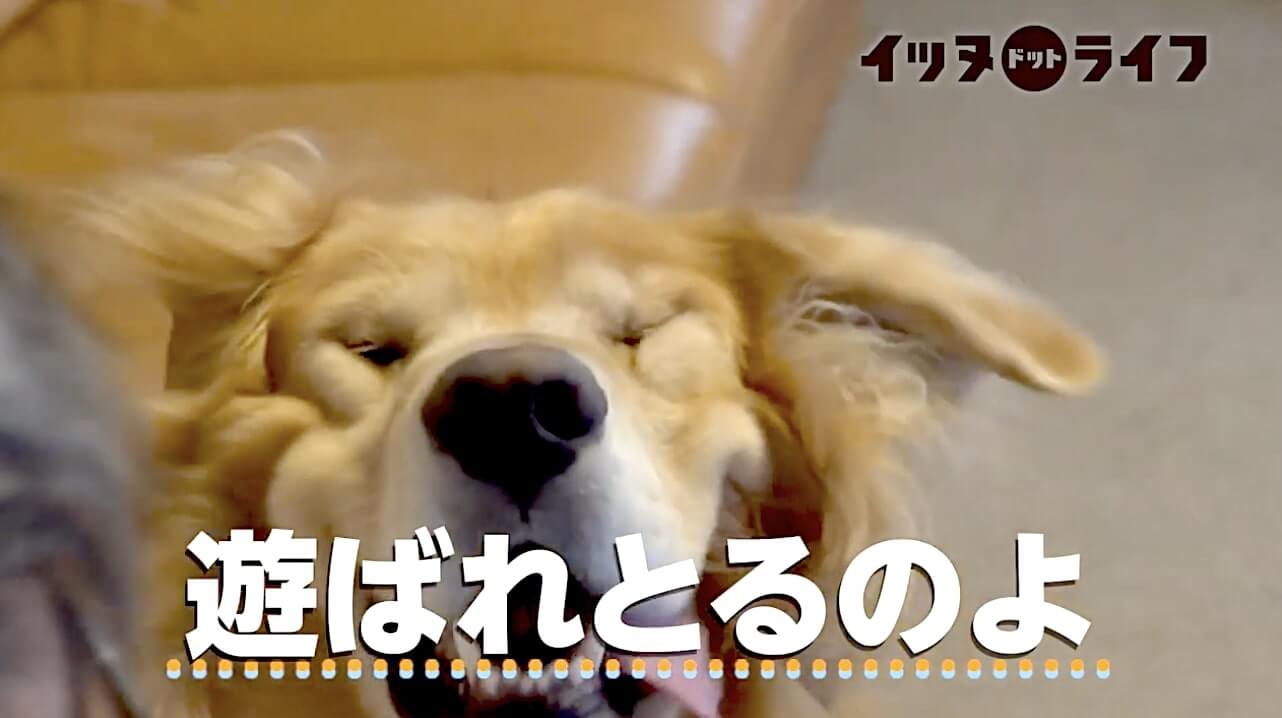 ゴールデン,動画,イッヌドットライフ