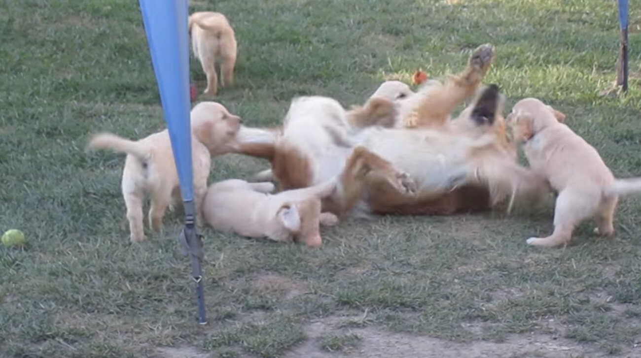 ゴールデンレトリーバー,動画