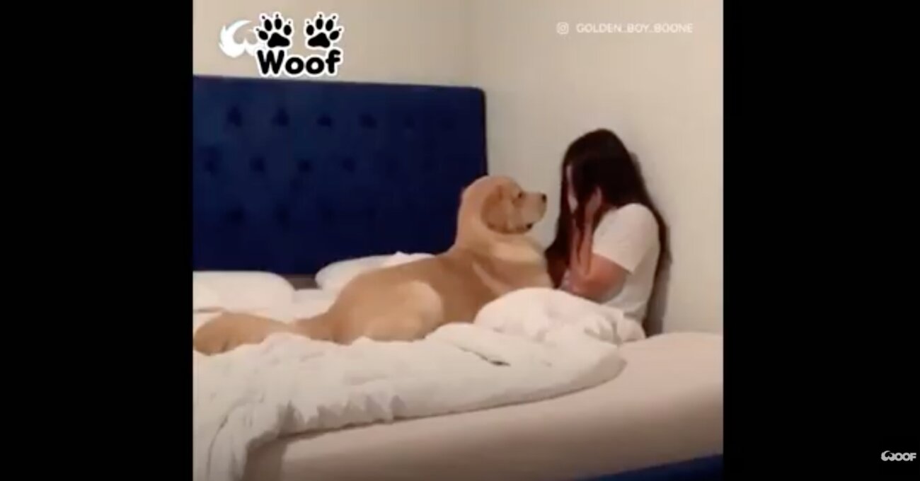 ゴールデンレトリーバー,動画