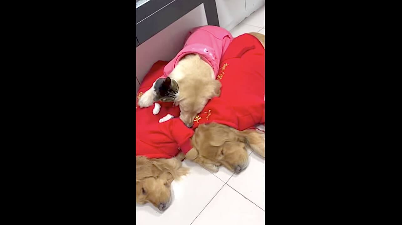 ゴールデンレトリーバー,動画