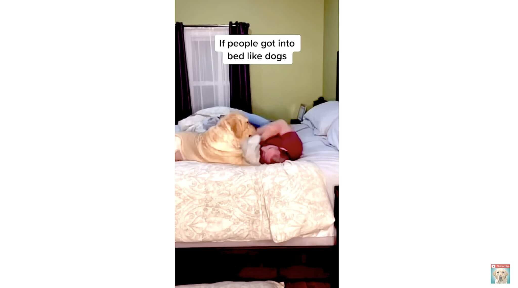 ラブラドールレトリーバー,動画