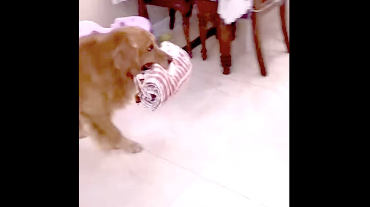 ゴールデンレトリーバー,動画