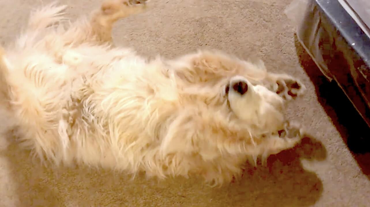 ゴールデンレトリーバー,動画