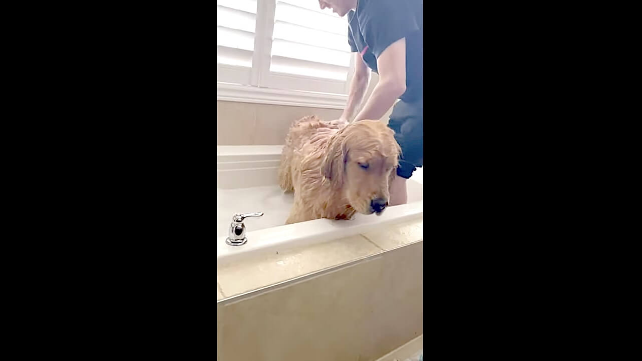 ゴールデンレトリーバー,動画