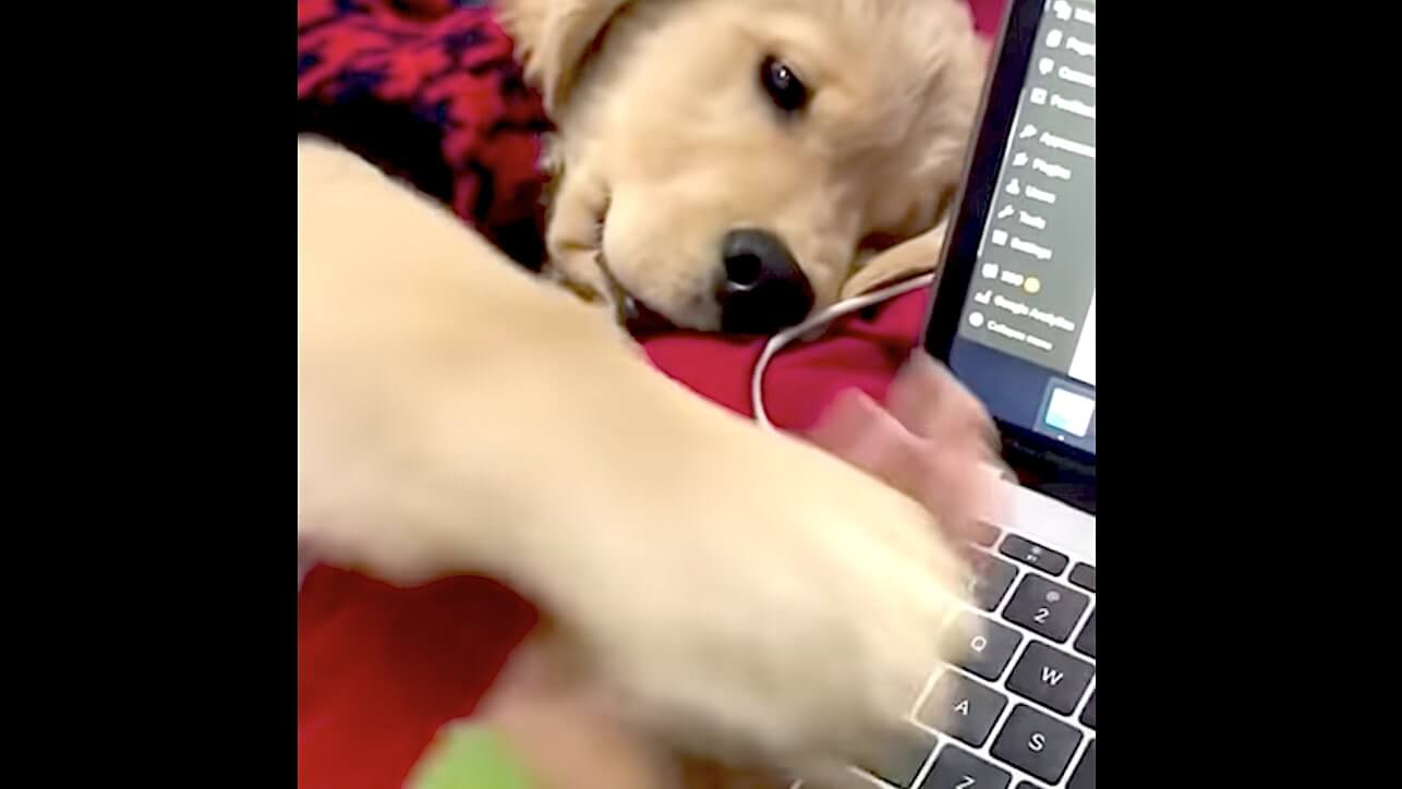 ゴールデンレトリーバー,動画