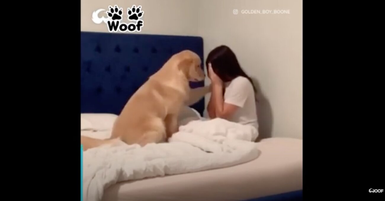 ゴールデンレトリーバー,動画