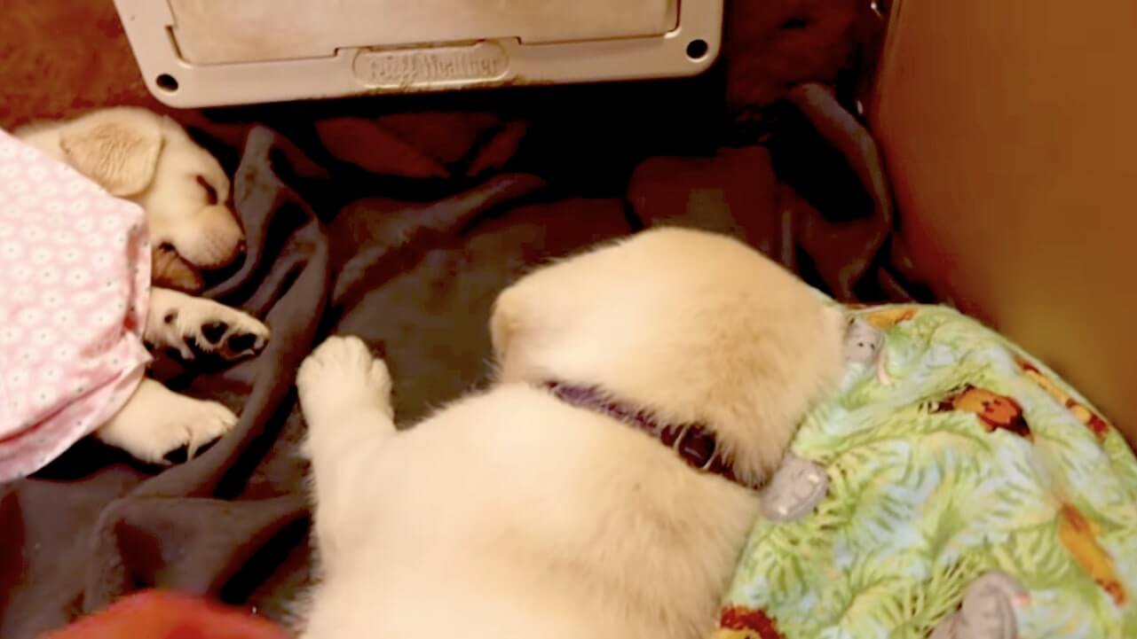 ラブラドールレトリーバー,動画