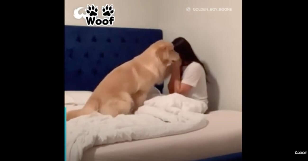 ゴールデンレトリーバー,動画