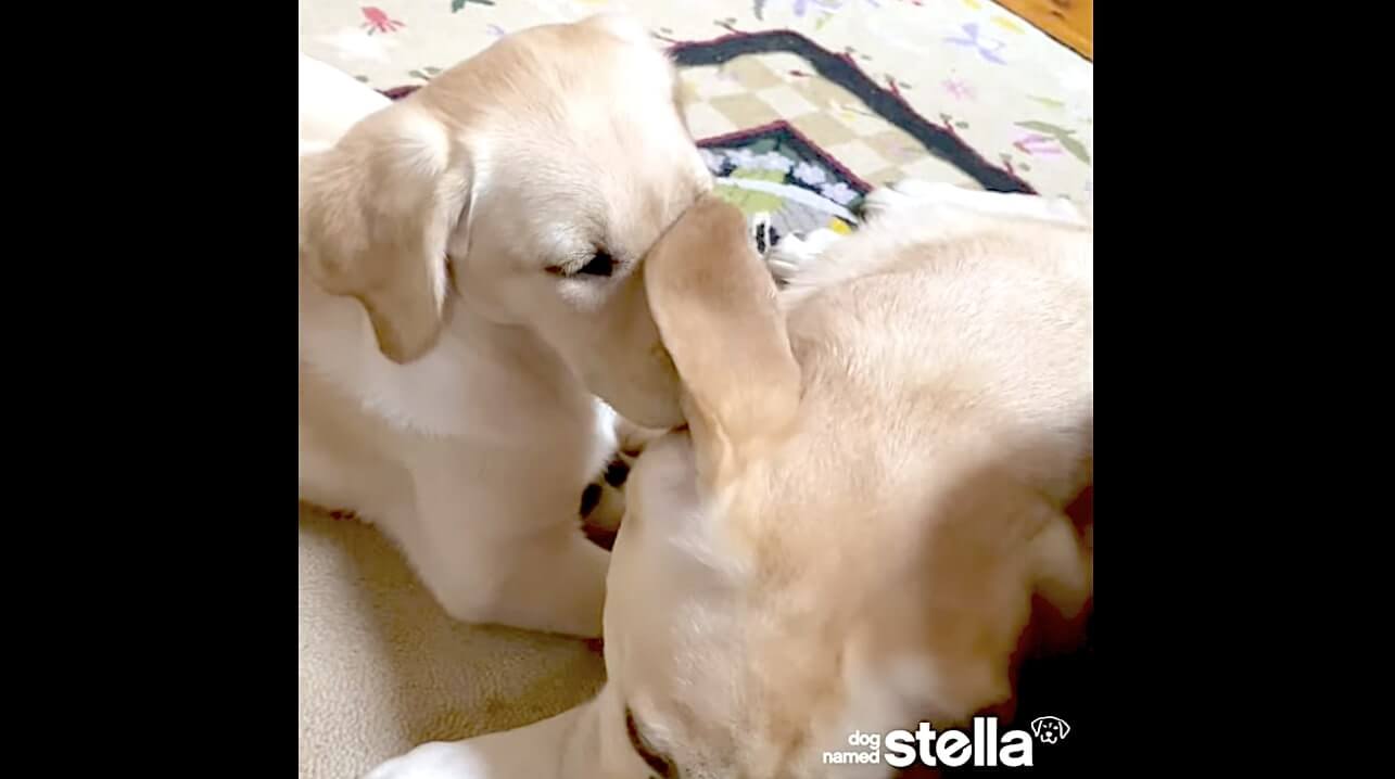 ラブラドールレトリーバー,動画