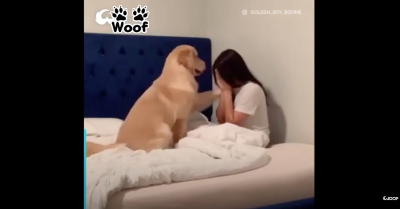 ゴールデンレトリーバー,動画