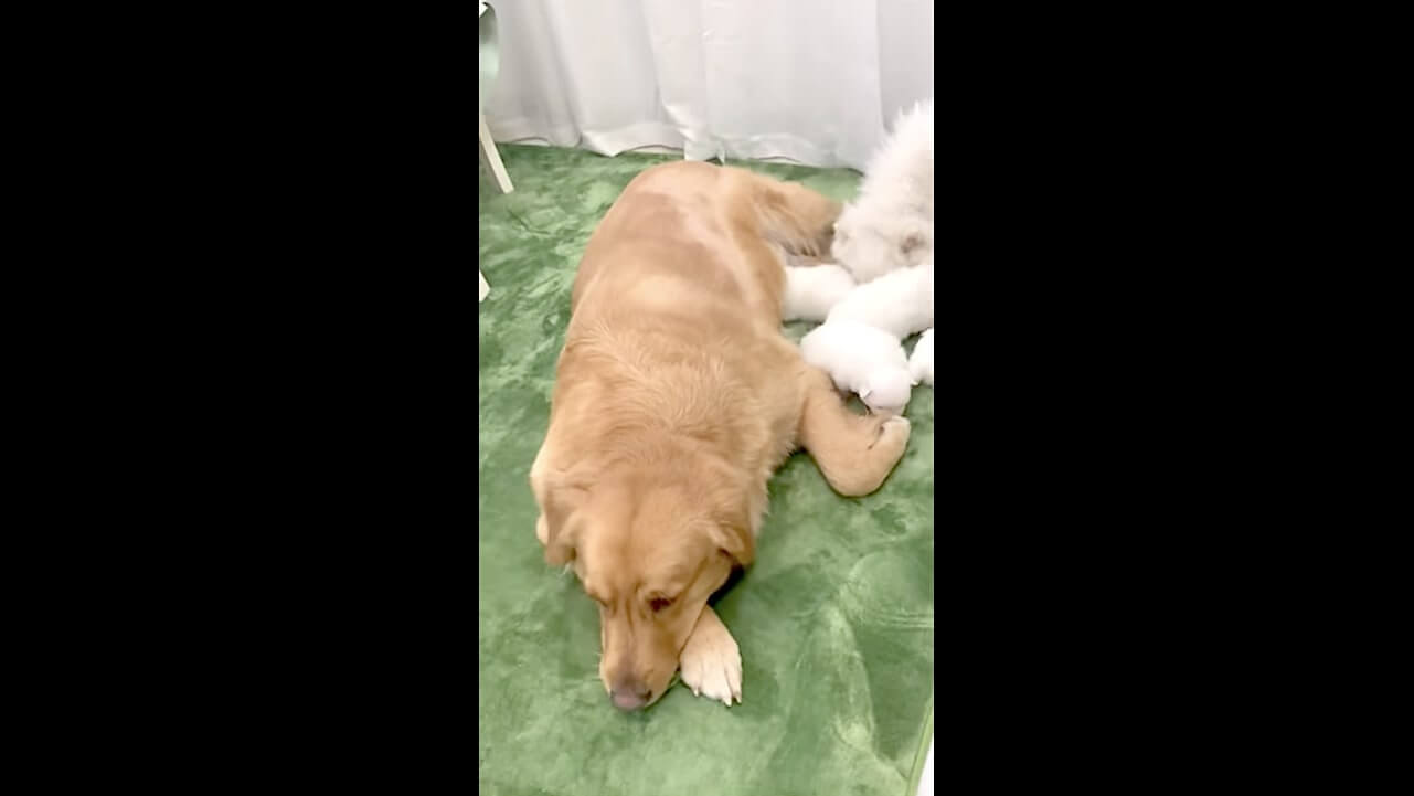 ゴールデンレトリーバー,動画