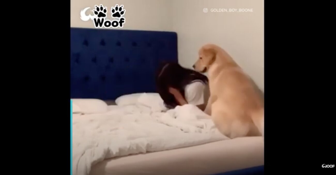 ゴールデンレトリーバー,動画