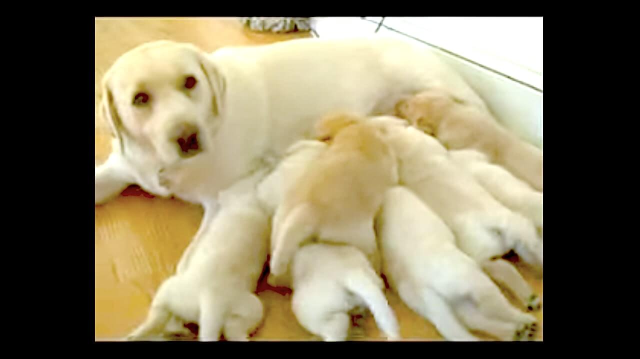 ラブラドールレトリーバー,動画