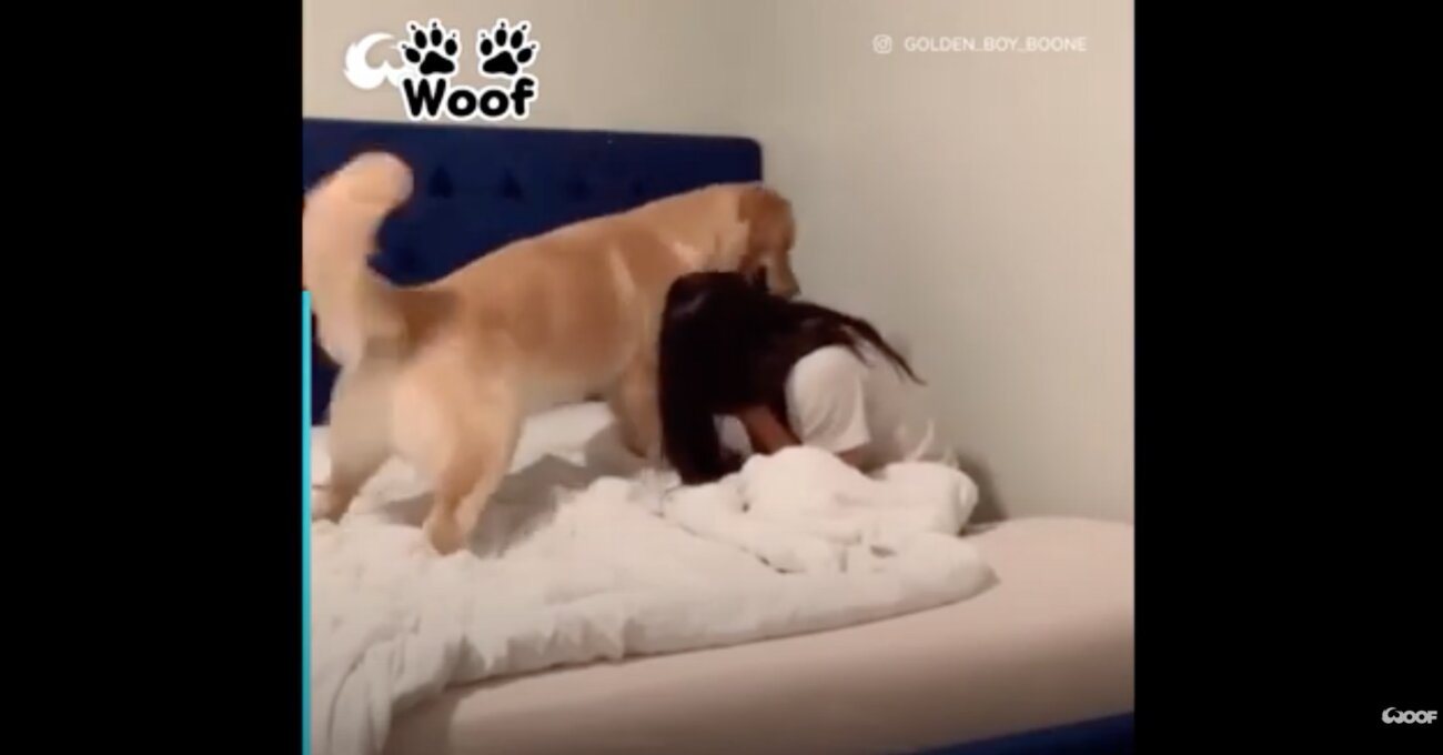 ゴールデンレトリーバー,動画