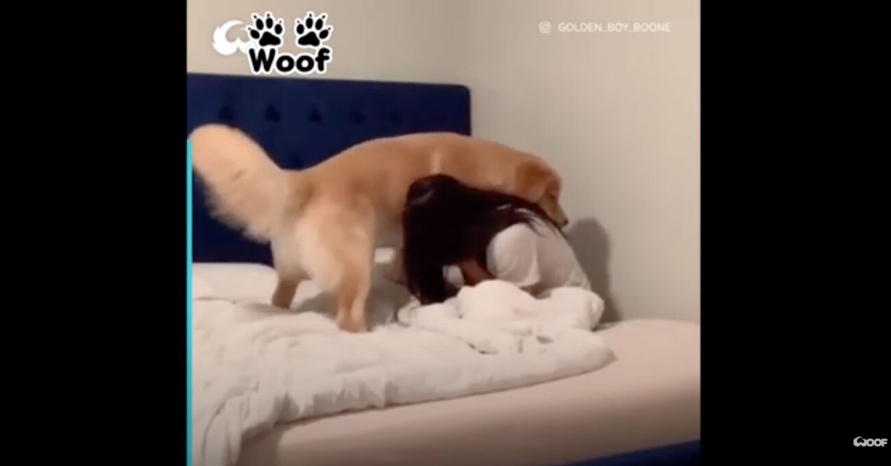 ゴールデンレトリーバー,動画