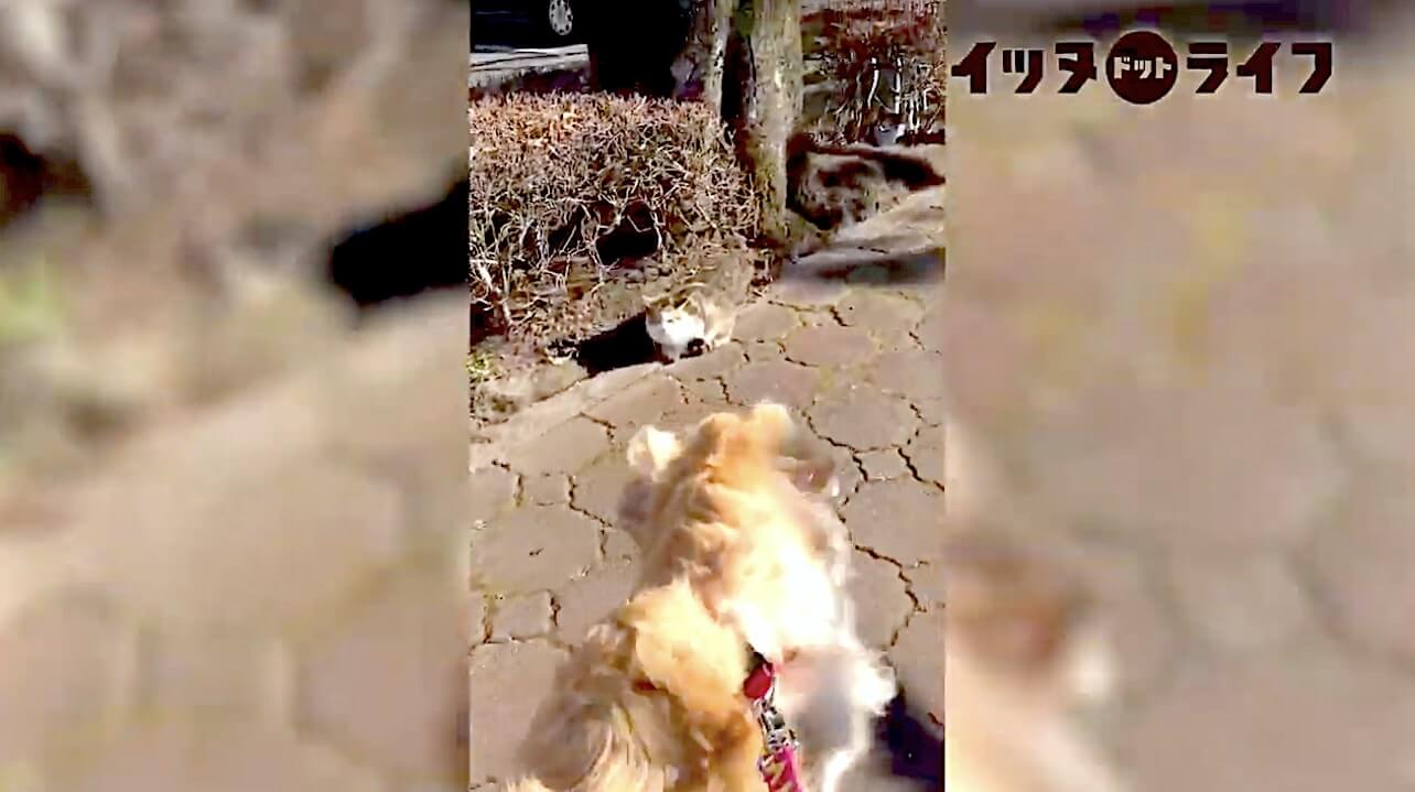 ゴールデン,動画,イッヌドットライフ