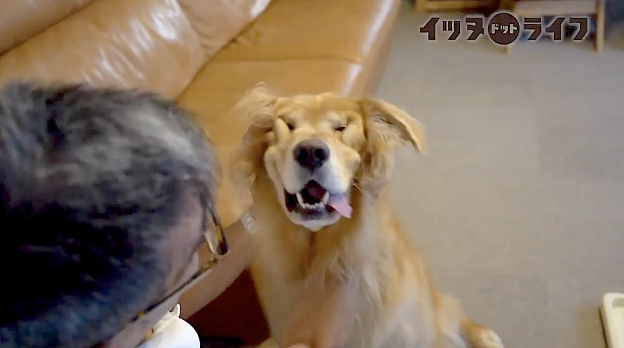 ゴールデン,動画,イッヌドットライフ