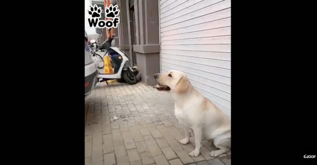 ラブラドールレトリーバー,動画