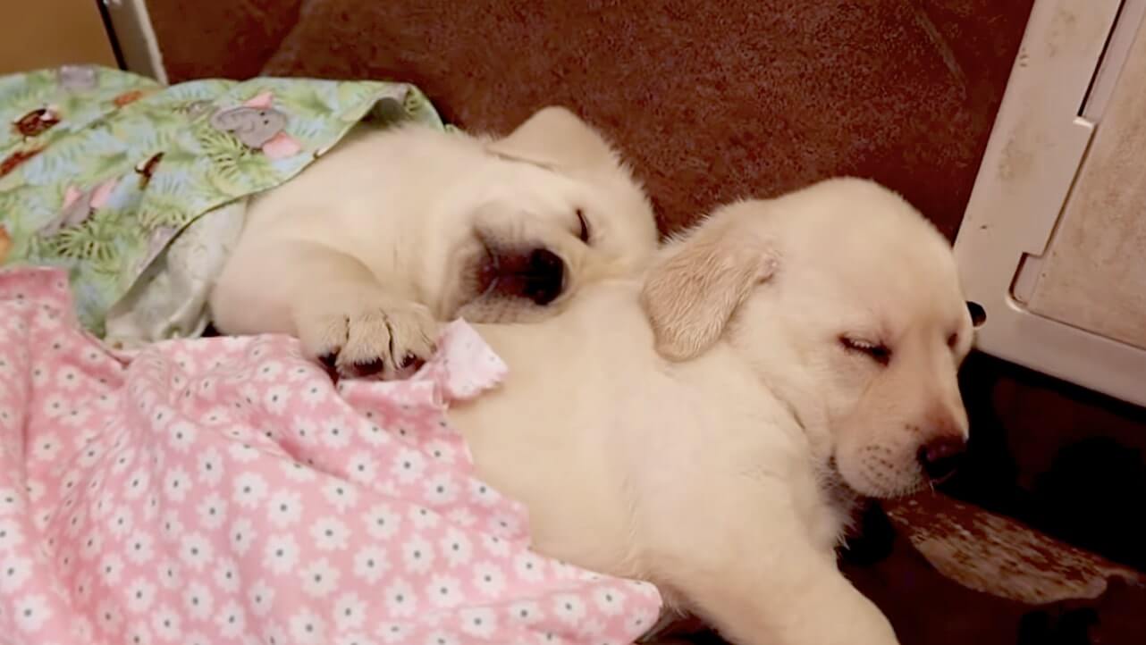 ラブラドールレトリーバー,動画