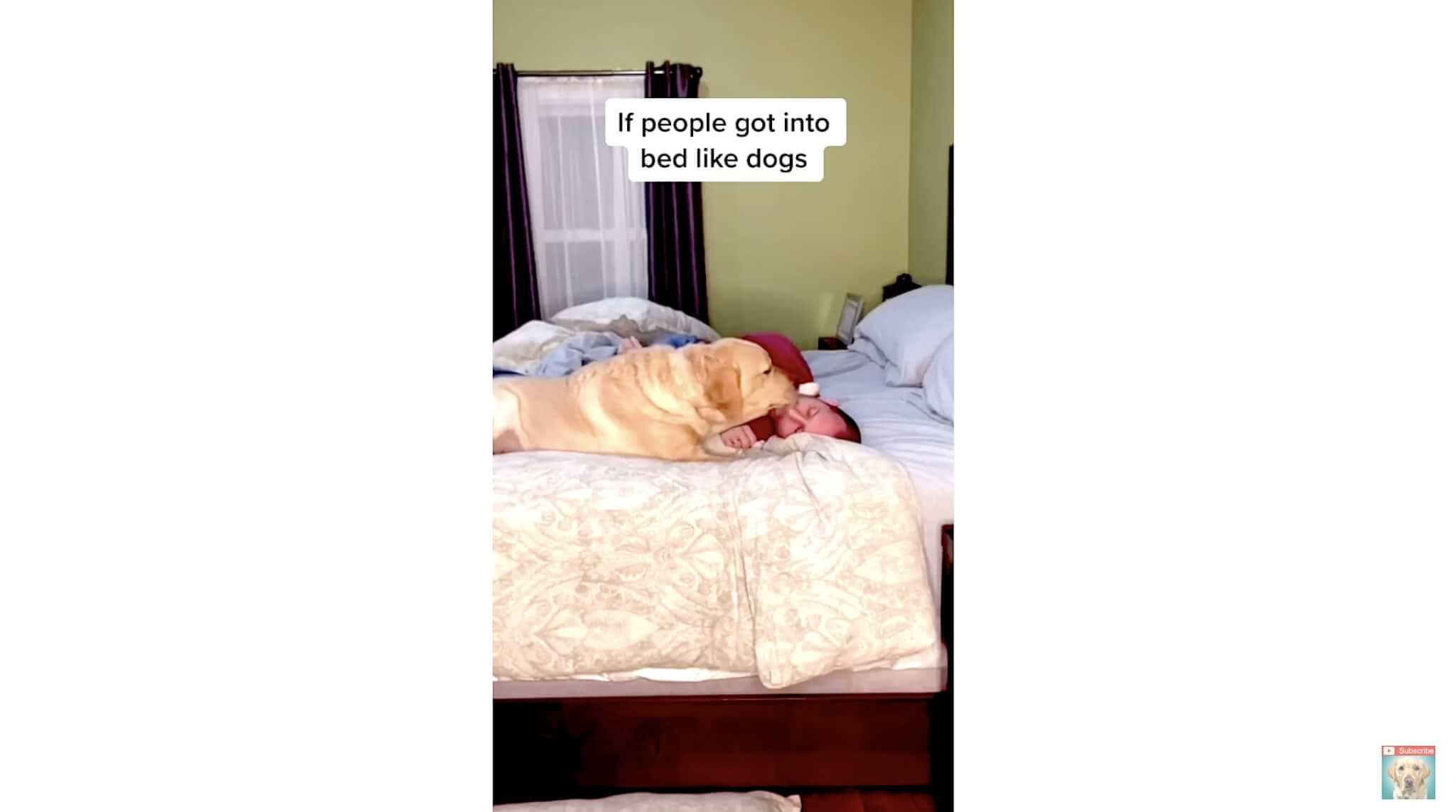 ラブラドールレトリーバー,動画