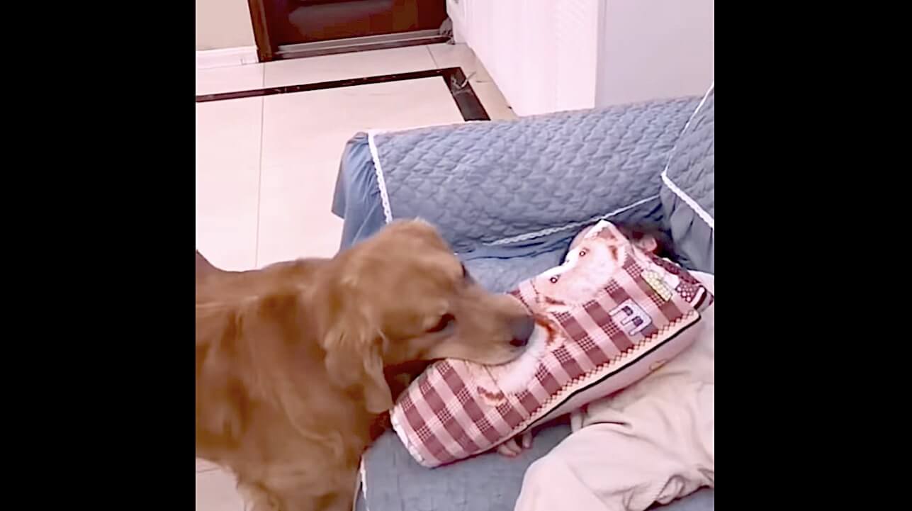 ゴールデンレトリーバー,動画