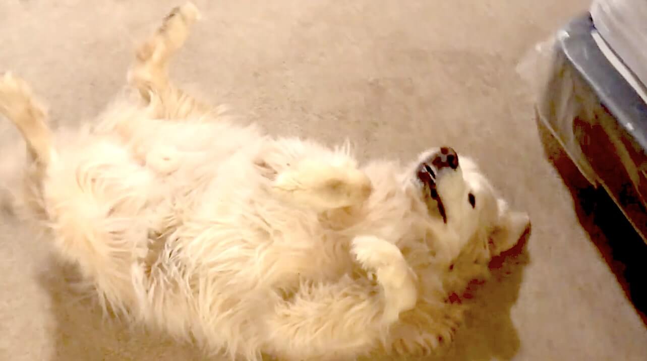 ゴールデンレトリーバー,動画