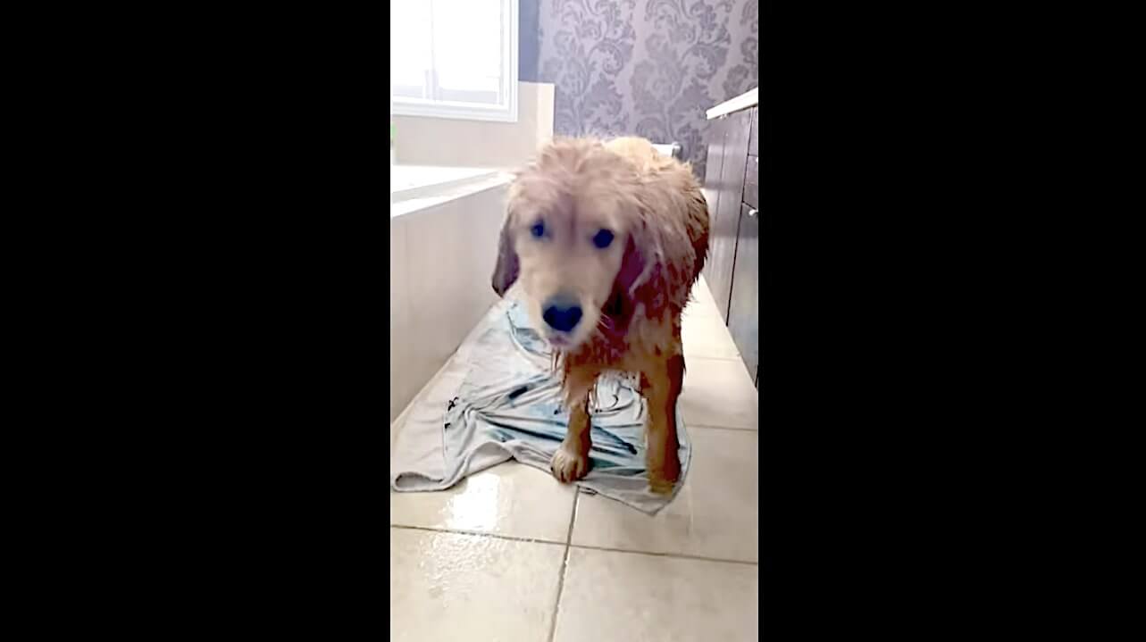 ゴールデンレトリーバー,動画