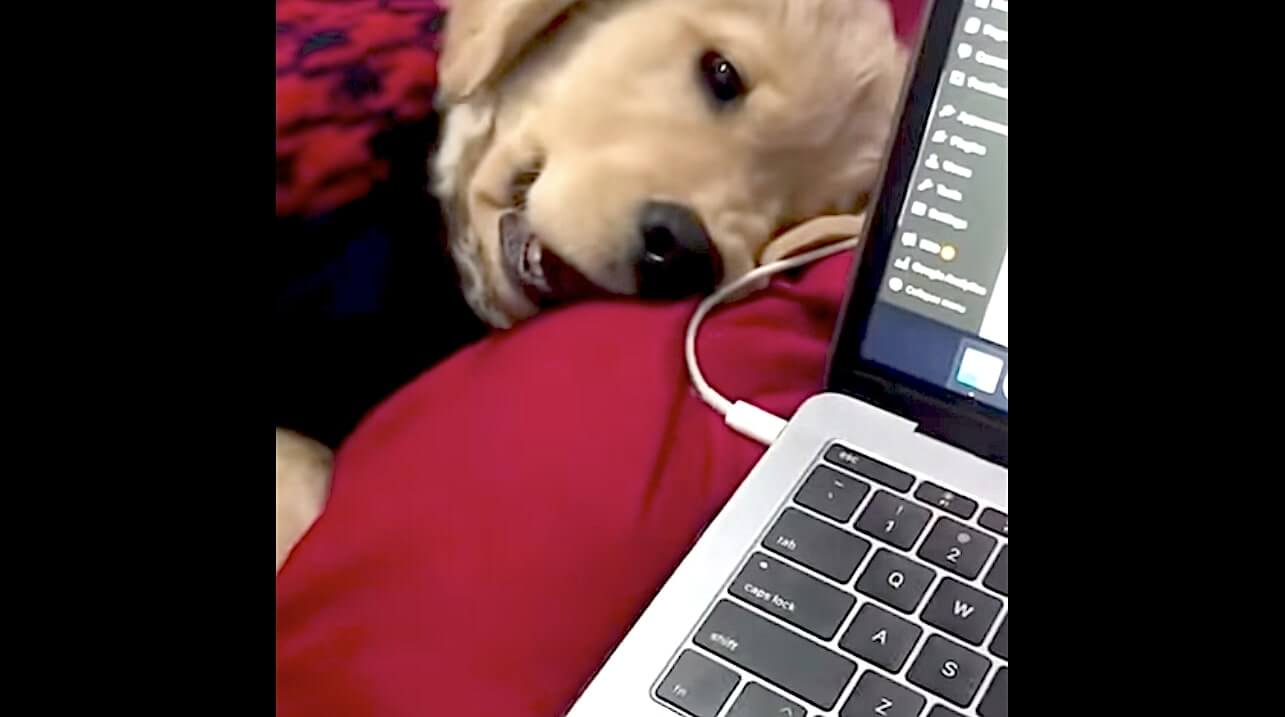 ゴールデンレトリーバー,動画