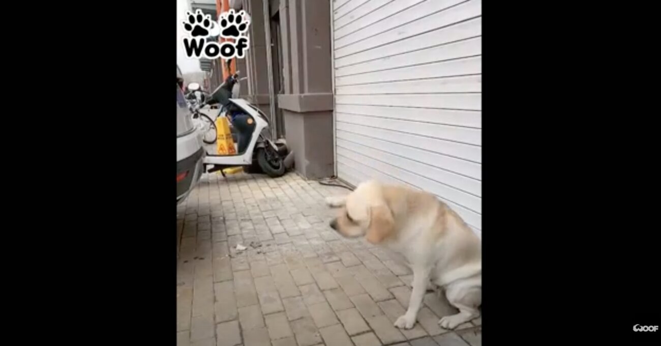 ラブラドールレトリーバー,動画