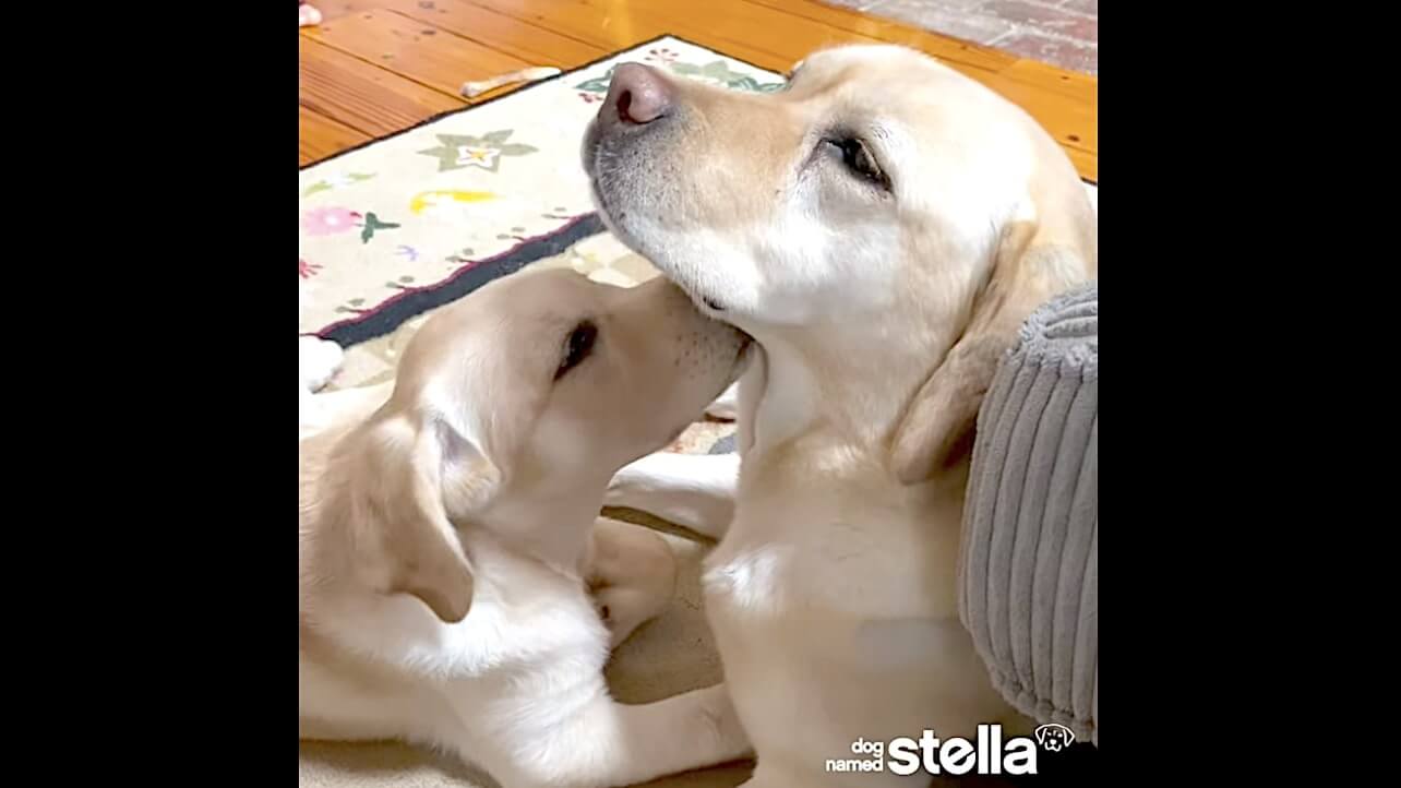 ラブラドールレトリーバー,動画