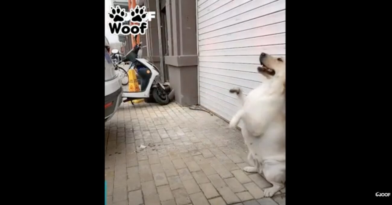 ラブラドールレトリーバー,動画