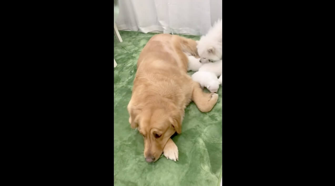 ゴールデンレトリーバー,動画