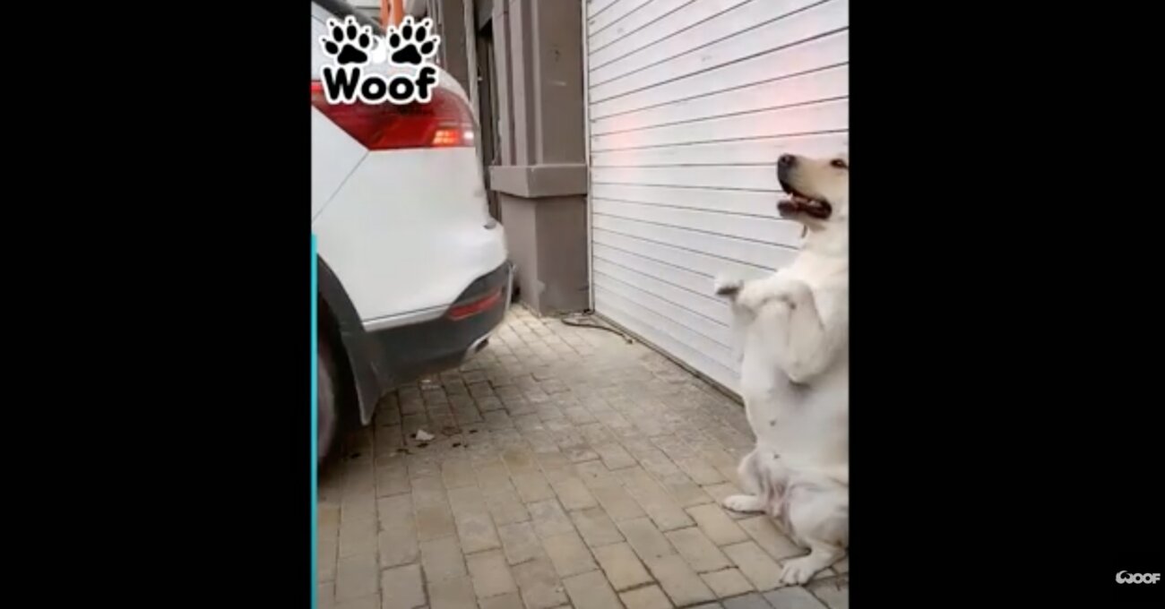 ラブラドールレトリーバー,動画