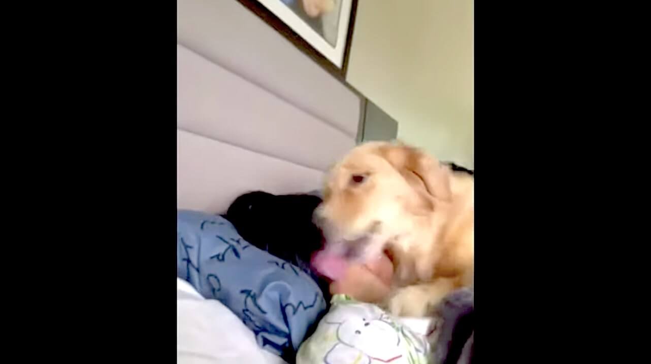 ゴールデンレトリーバー,動画