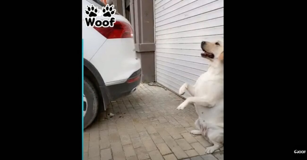 ラブラドールレトリーバー,動画