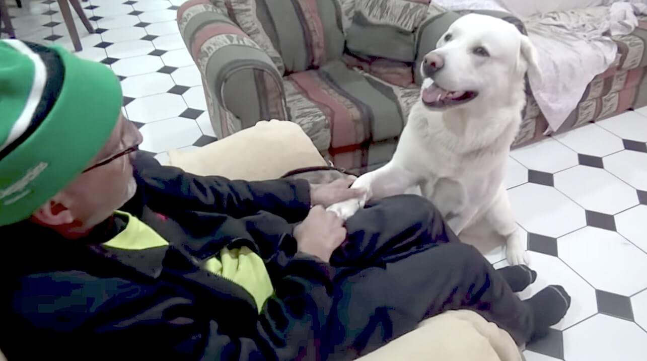 ラブラドールレトリーバー,動画