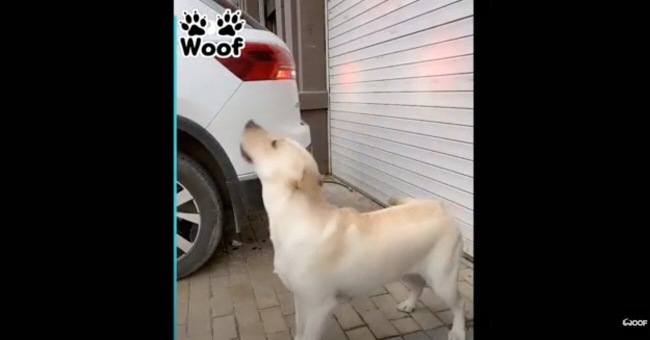 ラブラドールレトリーバー,動画