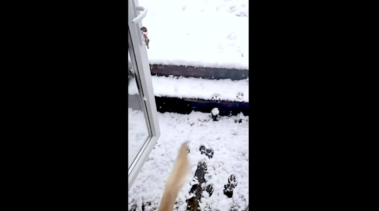 ラブラドールレトリーバー,動画