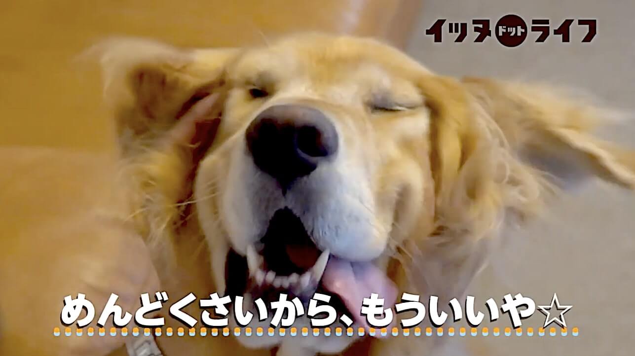 ゴールデン,動画,イッヌドットライフ