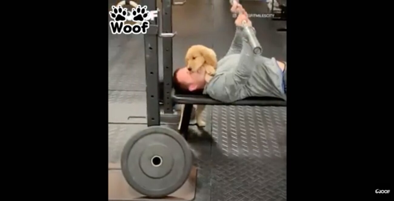 ゴールデンレトリーバー,動画