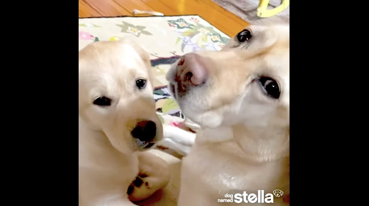 ラブラドールレトリーバー,動画