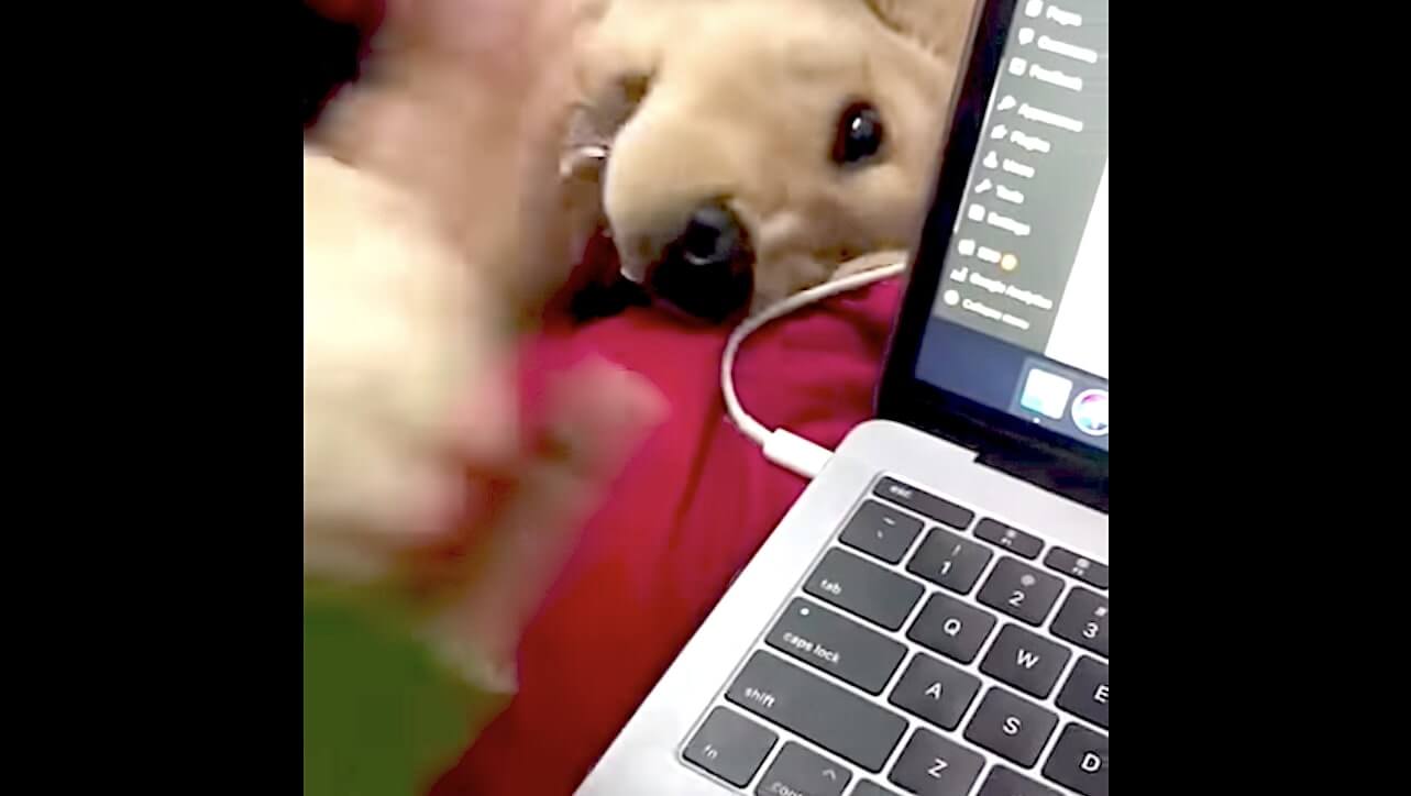 ゴールデンレトリーバー,動画