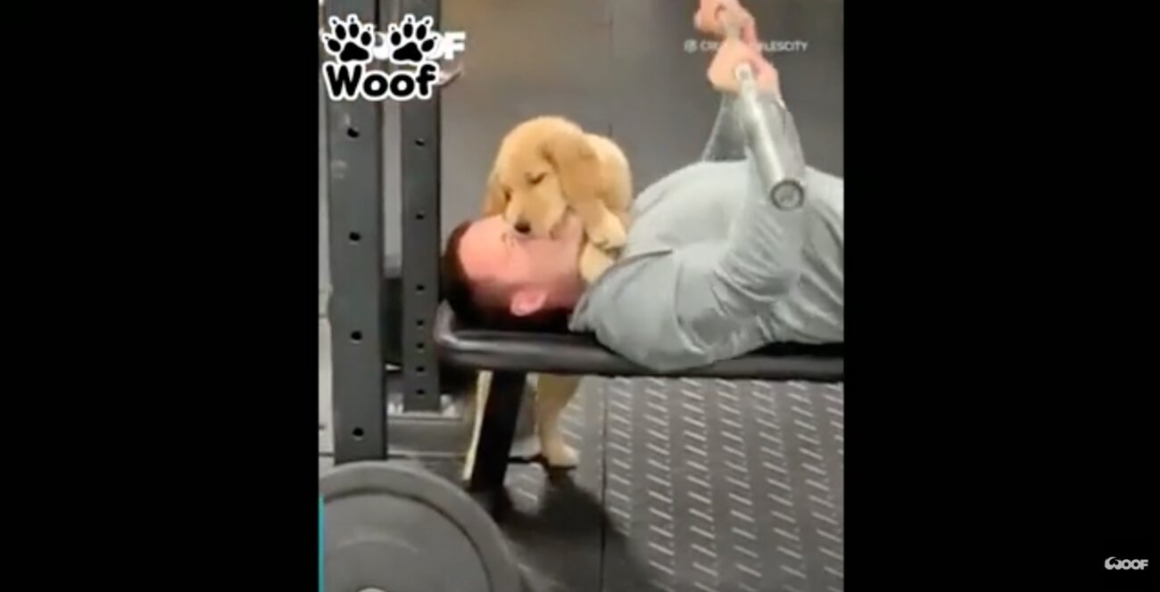 ゴールデンレトリーバー,動画