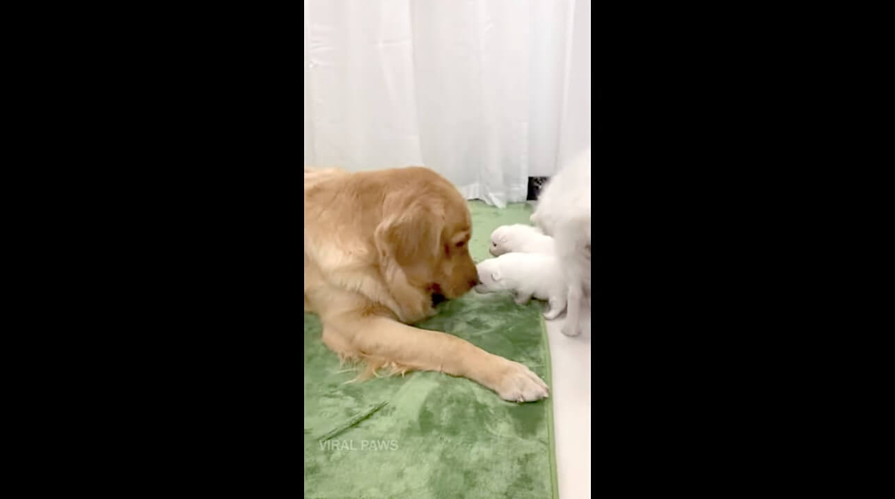 ゴールデンレトリーバー,動画