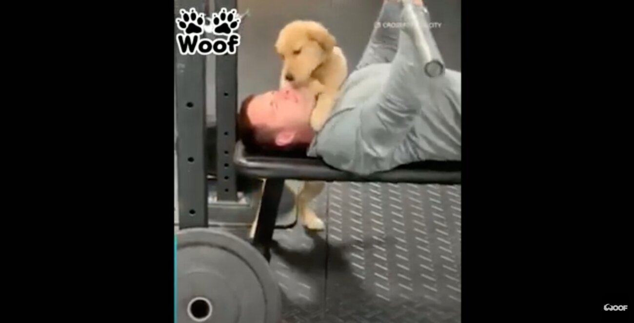 ゴールデンレトリーバー,動画