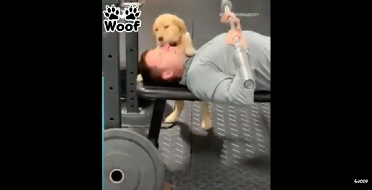 ゴールデンレトリーバー,動画